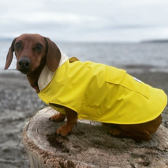 Dachshund Yellow Coast Raincoat cotton lined with hood | Etsy