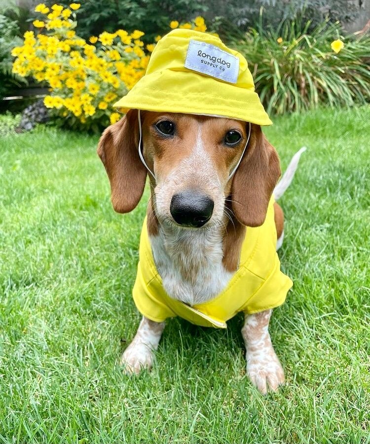 bucket hat dog