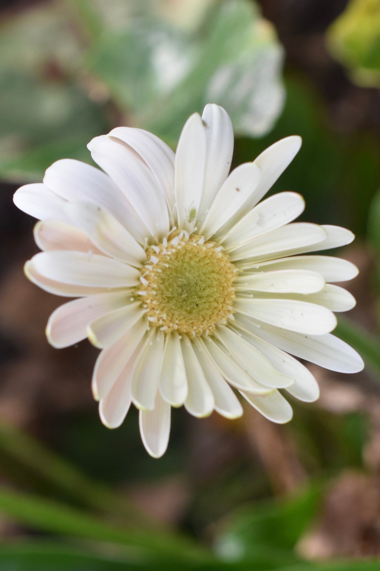 Flower prints Daisy Daisies Flowers Wall Art Prints Wall Etsy