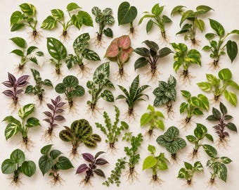 Mystery Plant Box – 3 Rooted Houseplant Cuttings – Surprise Indoor Plants – Beginner Friendly Plant Bundle – Live Plant Gift