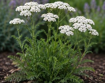 6 achillée millefeuille blanche à racines nues - Fleurs de jardin vivaces rustiques - Achillea millefolium - Plante de jardin de chalet favorable aux pollinisateurs