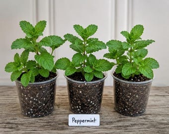Peppermint Plants (3 Pack) in 2" Clear Pots – Live Peppermint Herb Plants – Ready to Grow – Indoor & Outdoor Herb Garden Starter