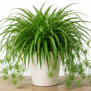 water peace lily from top or bottom Peace Lily | Houseplants for Delivery main image 0