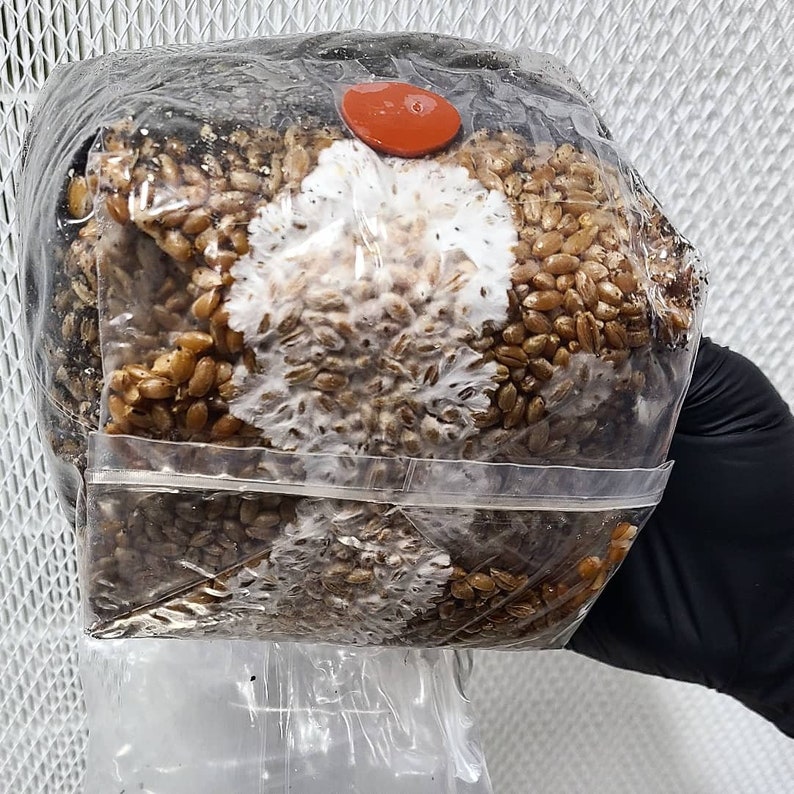 2x All in One Mushroom Grow Bags With Sterilized CVG and Rye Etsy