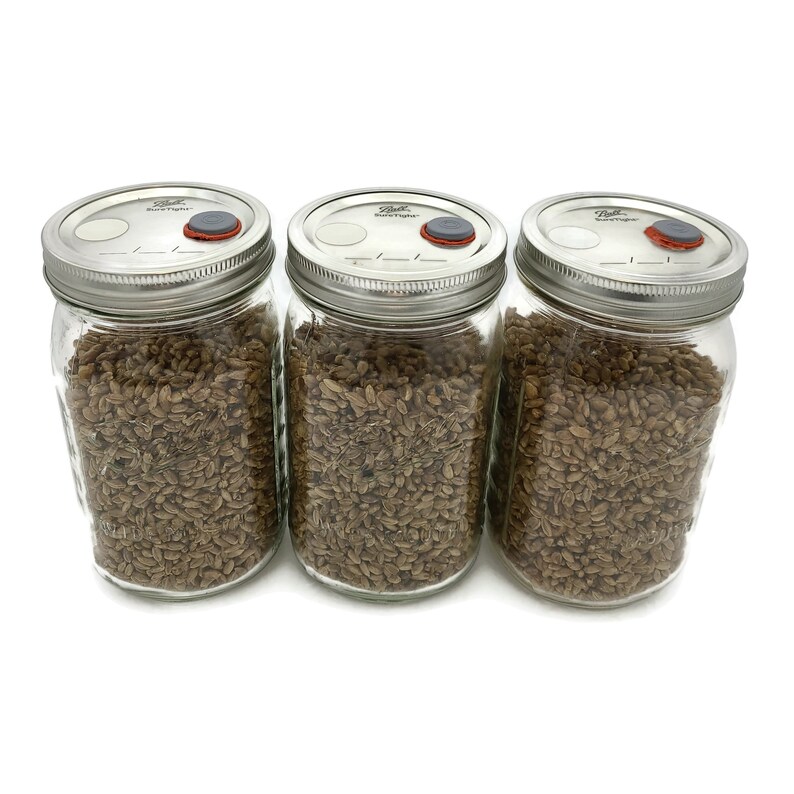 3x Sterilized Rye Grain Jar Quart Organic Rye Berry Mushroom Etsy