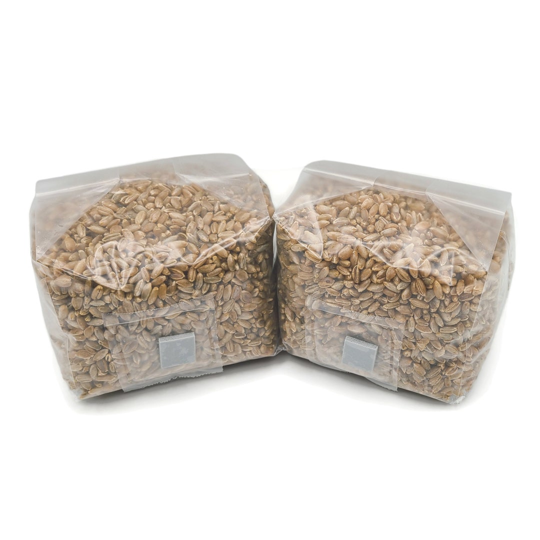 2x Mini Sterilized Rye Grain Bags, 1 Lb. Ea, 2 Lb. Total, Organic Rye ...