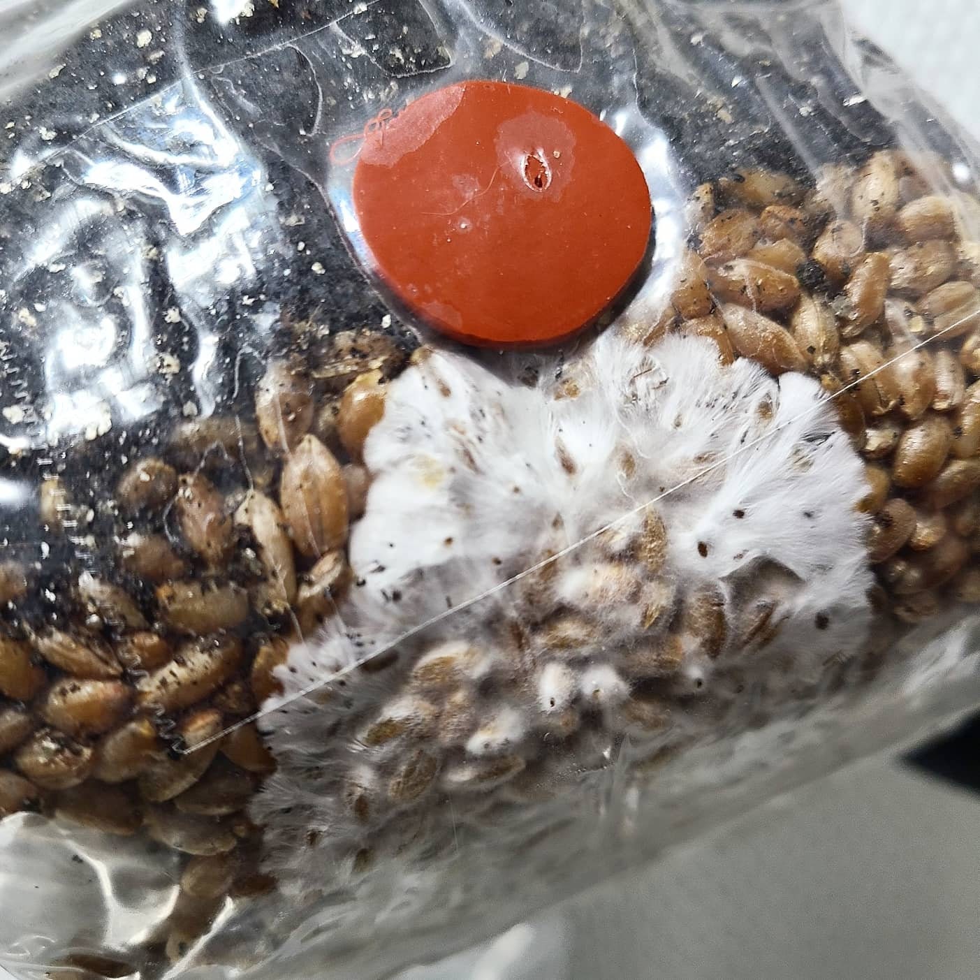 2x All in One Mushroom Grow Bags With Sterilized CVG and Rye Etsy