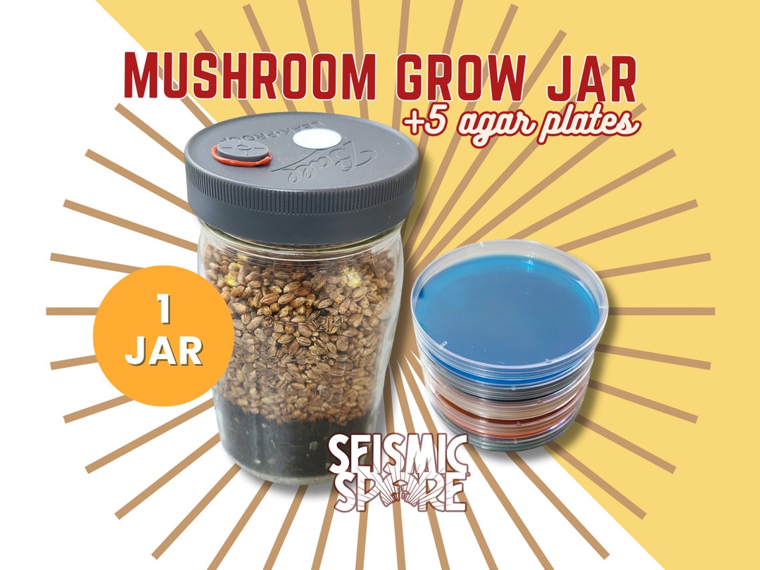 Mushroom Grow Jar 5 Agar Plates MEA Quart Widemouth All in One Grow