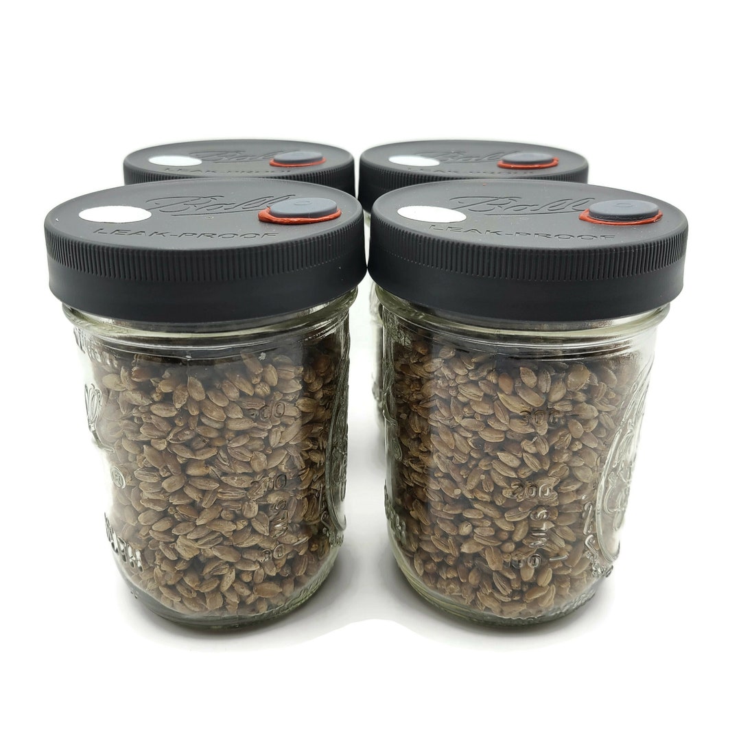 4x Sterilized Rye Grain Jars, Pint Organic Rye Berry Mushroom Grain