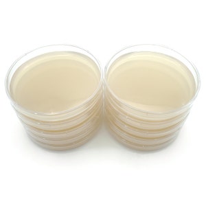 10 Malt Extract Agar Plates, Sterilized Agar Petri Dishes Individually Packaged + 10 Precut Parafilm for Wrapping