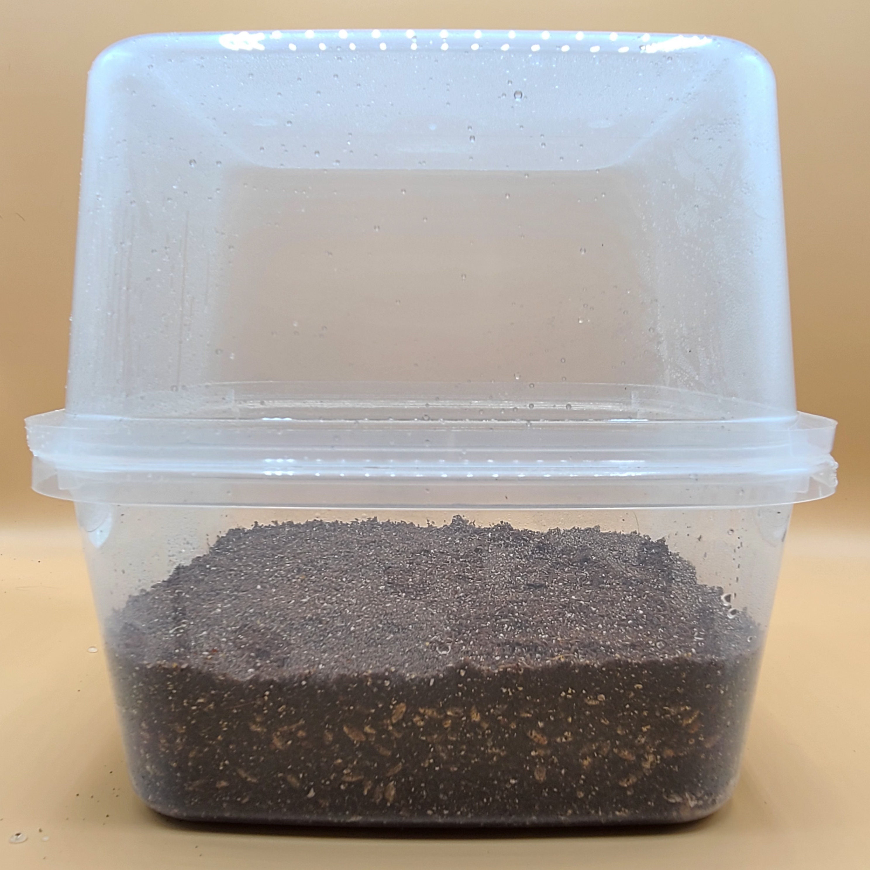 Mushroom Monotub Shoebox Grow Kit Allinone Rye Grain CVG Etsy