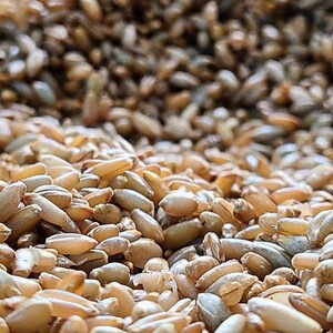 May include: Close-up of a pile of brown and gray grains of barley.
