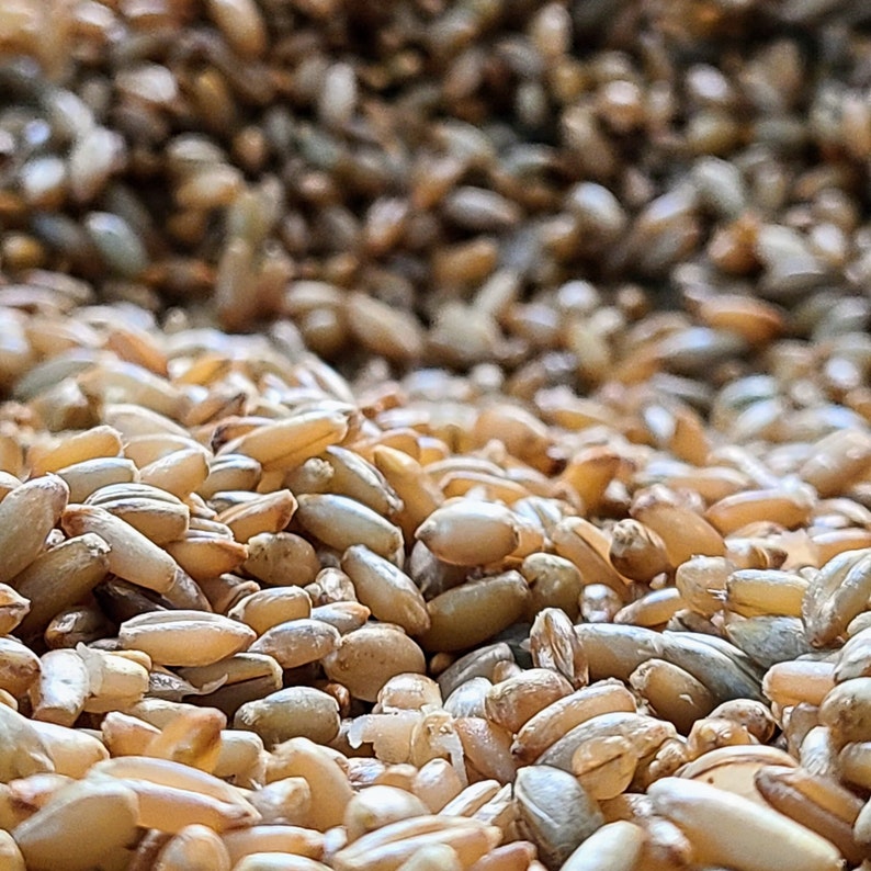 May include: Close-up of a pile of brown and gray grains of barley.