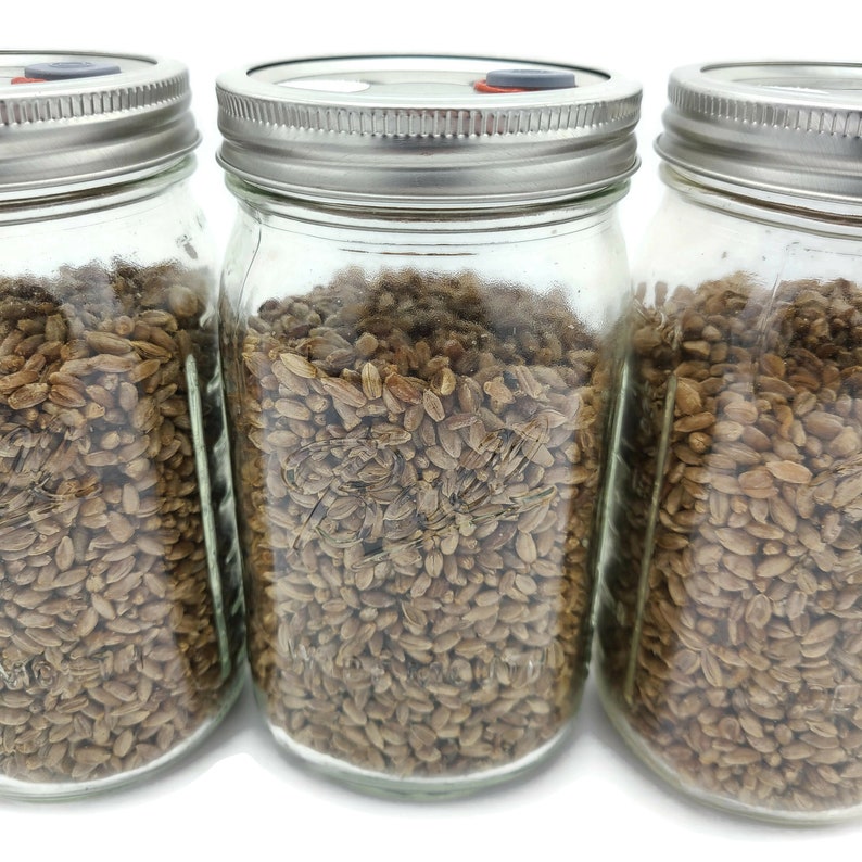 3x Sterilized Rye Grain Jar Quart Organic Rye Berry Mushroom Etsy