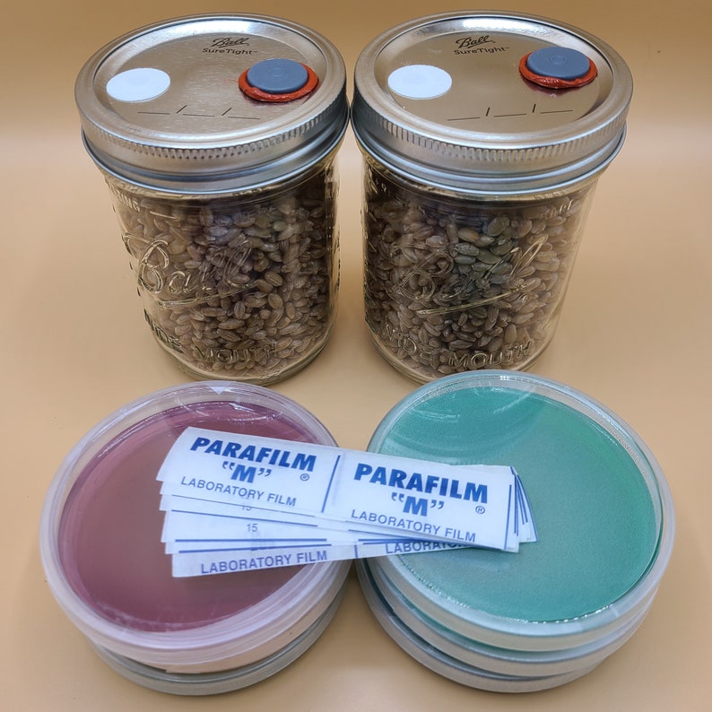 Mushroom Monotub Shoebox Grow Kit AllInOne Rye Grain CVG Etsy