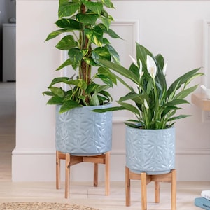 May include: Two potted plants on wooden stands. The plants are in blue ceramic pots with a floral pattern. The larger plant has green leaves with yellow variegation. The smaller plant has white flowers and green leaves.