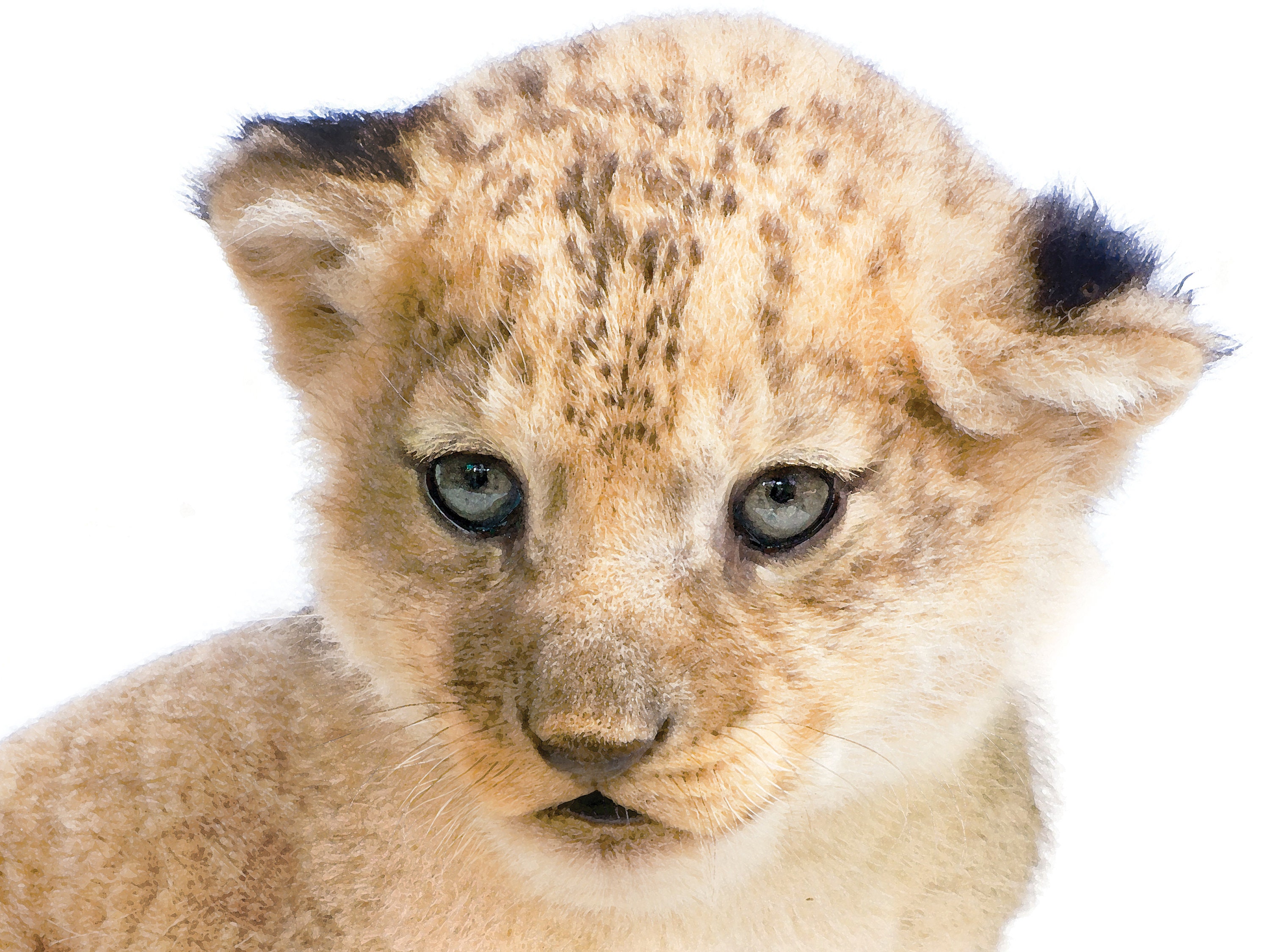 Baby Lion Print Animal Print Lion Wall Art Safari Nursery Etsy