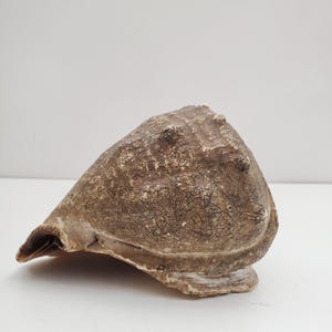 May include: A large, textured seashell with a light brown and beige color palette. The shell has a rough, weathered appearance and a distinctive shape, perfect for coastal decor.