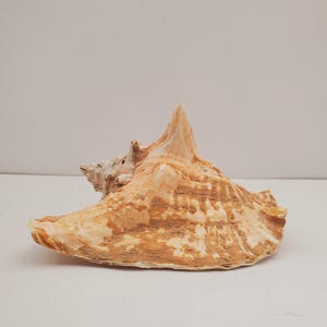 Giant Lambi conch / Queen conch / Large vintage collectible shell - shell Sea Maritime Beach Triton Natural Shell collectors shell