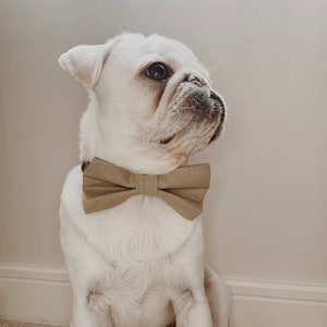 Doggy bow tie