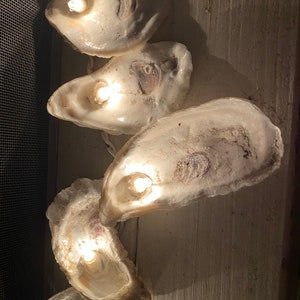 Tira de luces de concha de ostra de 15 enchufes
