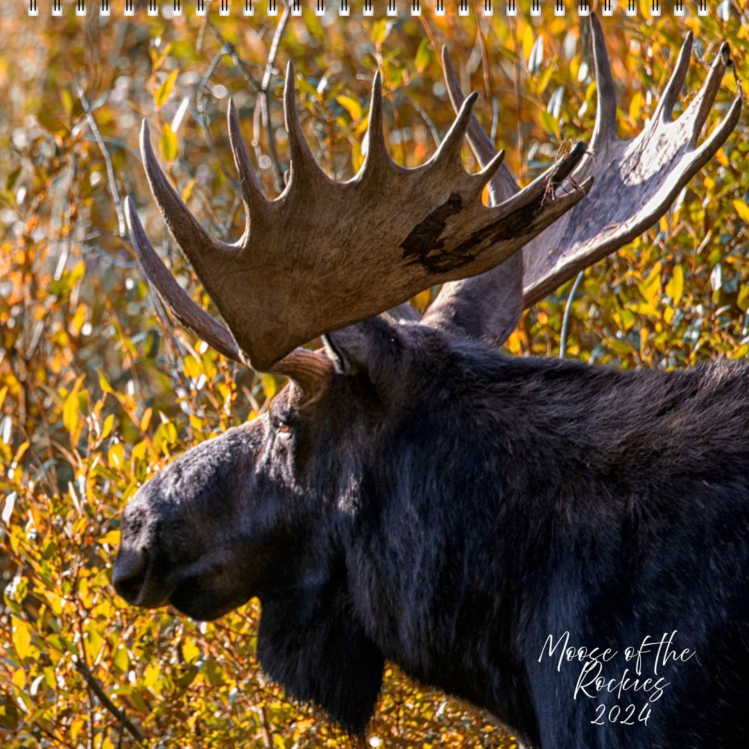 Moose of the Rockies 2025 Calendar Etsy