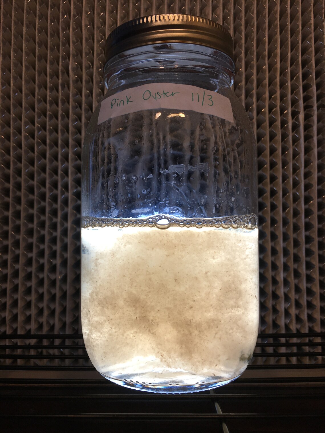 Mushroom Liquid Culture Gourmet Mushrooms Mushroom syringe Etsy