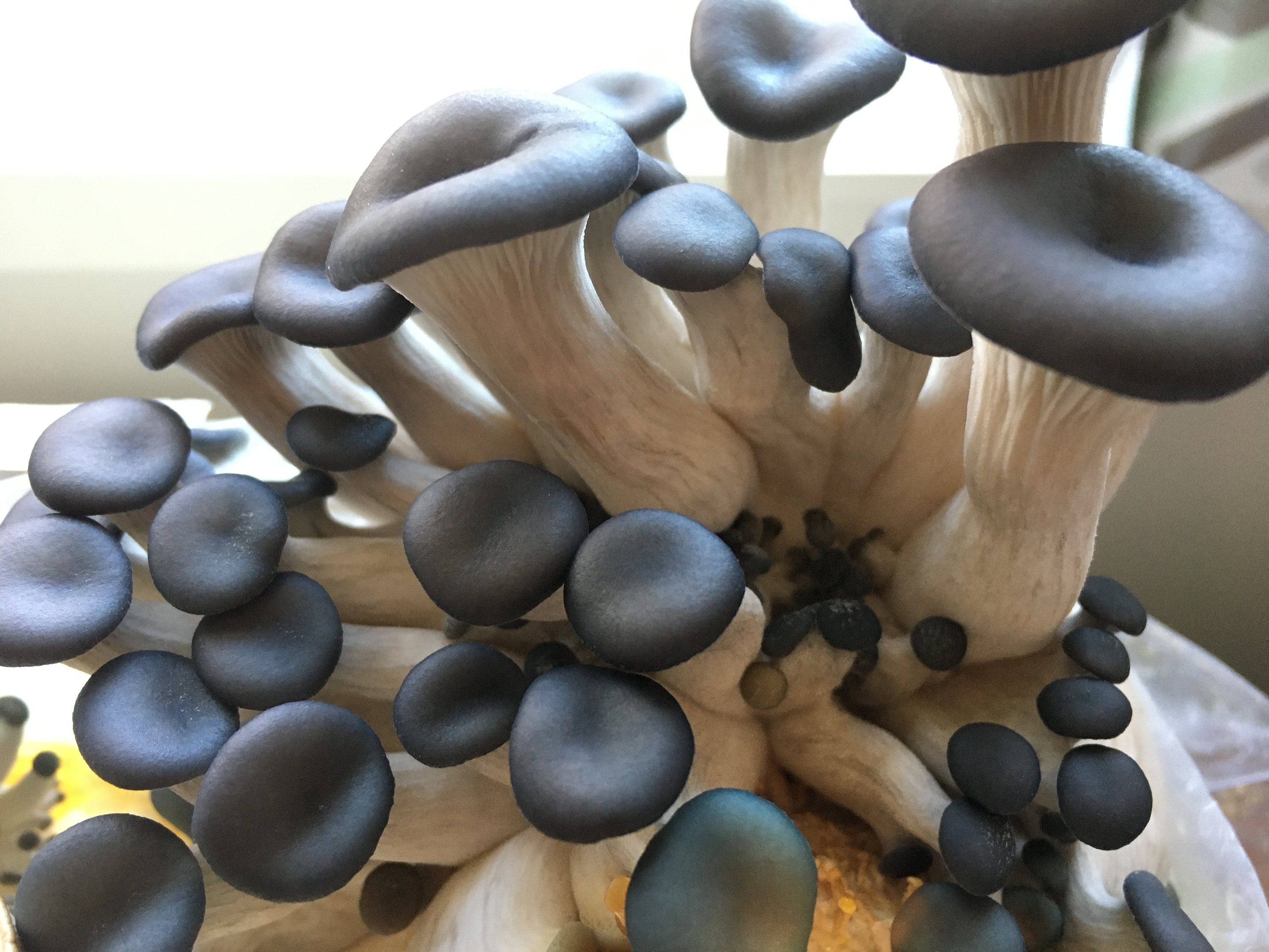 Blue Oyster Mushroom Liquid Culture Pleurotus ostreatus 10cc Etsy