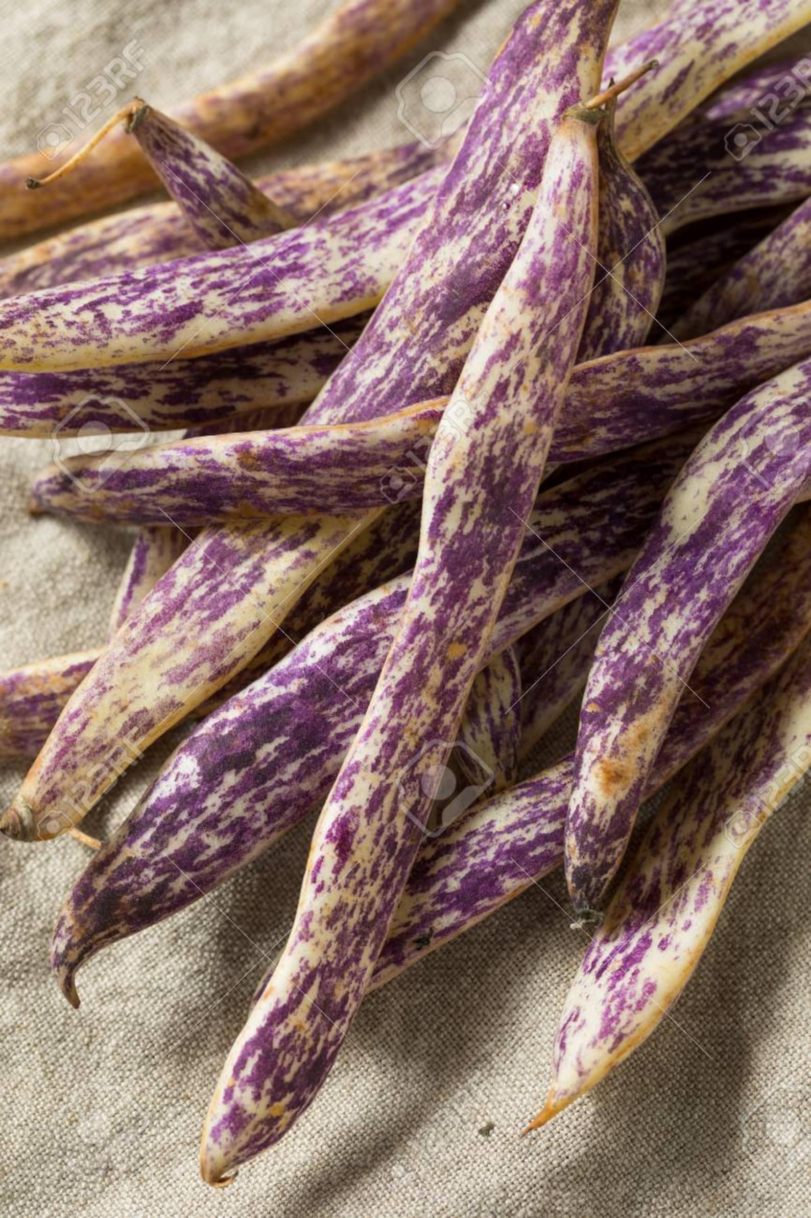 Dragon Tongue Bean Seeds Etsy