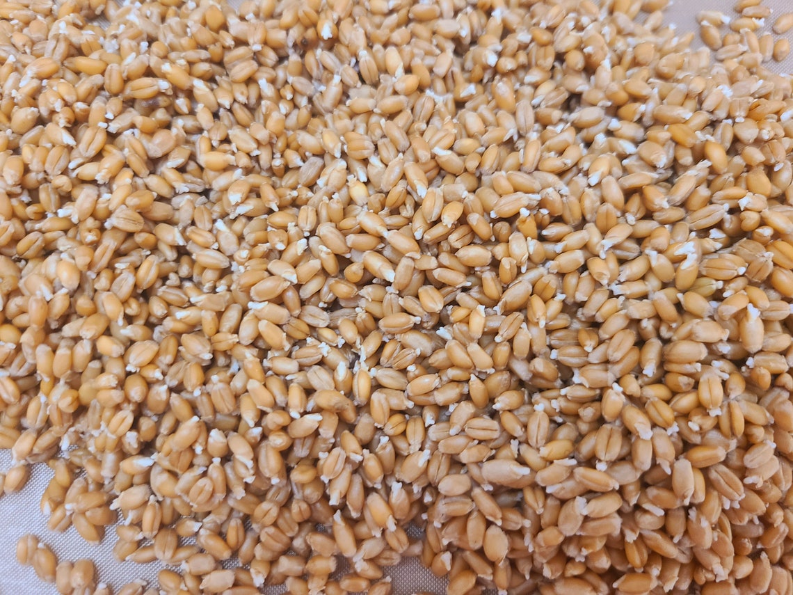 Sprouted spelt organic ancient grain wheat berries whole or Etsy