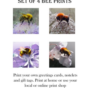May include: Set of four bee prints featuring close-up images of bees on purple flowers. The bees are in various poses, some with their wings spread and others with their legs outstretched. The flowers are in bloom and have a soft, delicate appearance.