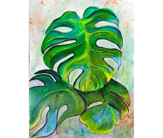 monstera cheese Swiss Cheese Plant | Monstera Adansonii main image 1