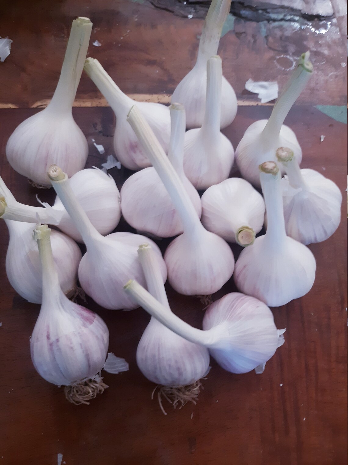 2.5 lbs Italian Red Hardneck Garlic 2021 crop 100 organic AZ Etsy