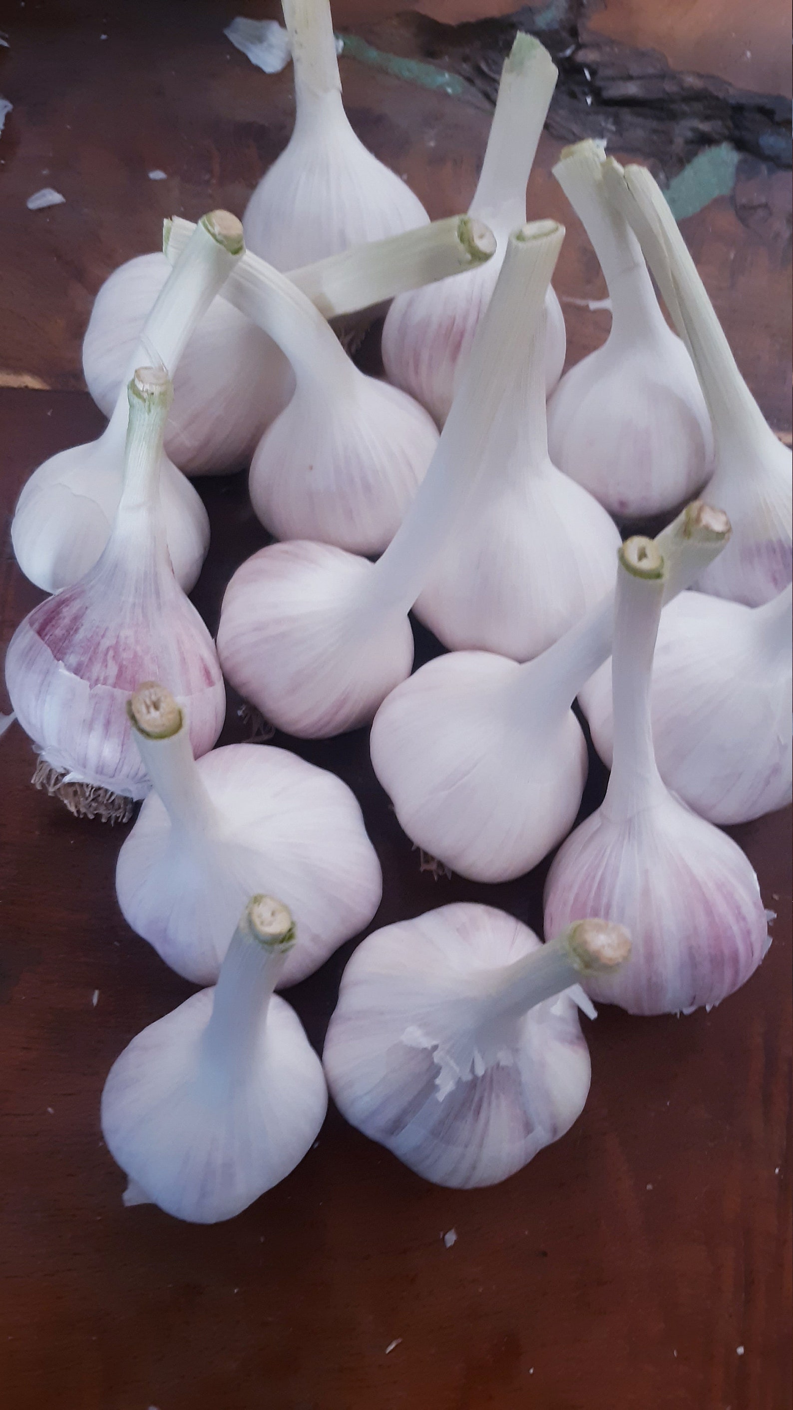 2.5 lbs Italian Red Hardneck Garlic 2021 crop 100 organic AZ Etsy