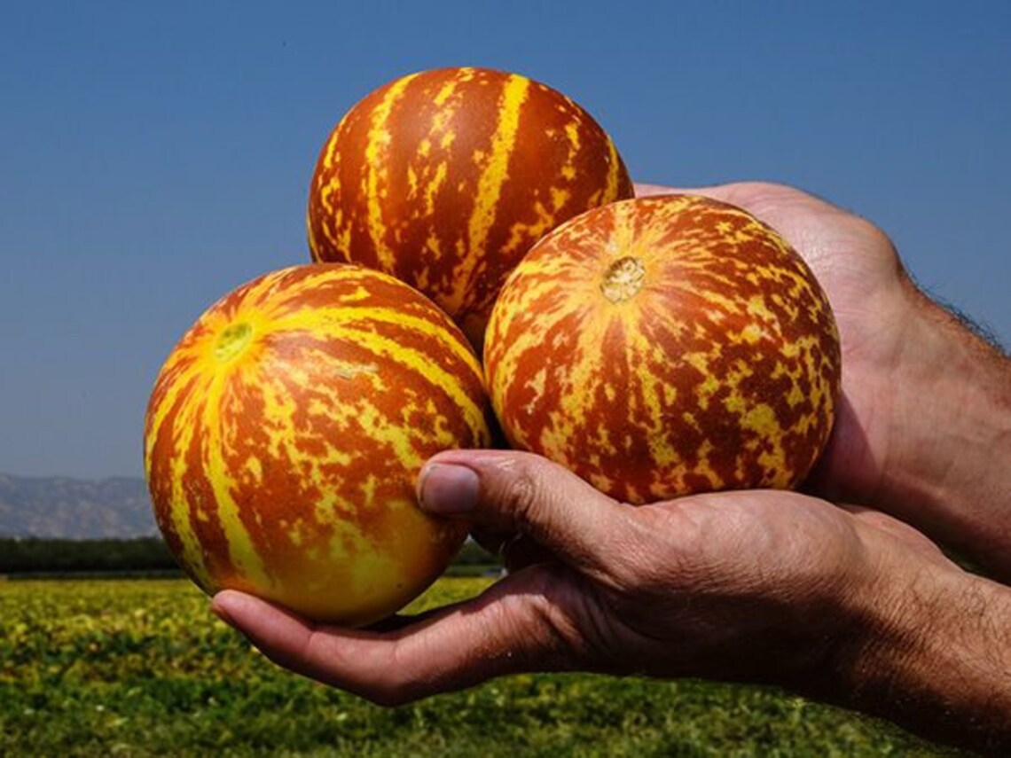 Tiger Melon 30 seeds Heirloom mild sweet white flesh produces Etsy