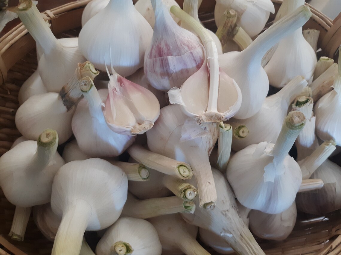 2.5 lbs Italian Red Hardneck Garlic 2021 crop 100 organic AZ Etsy