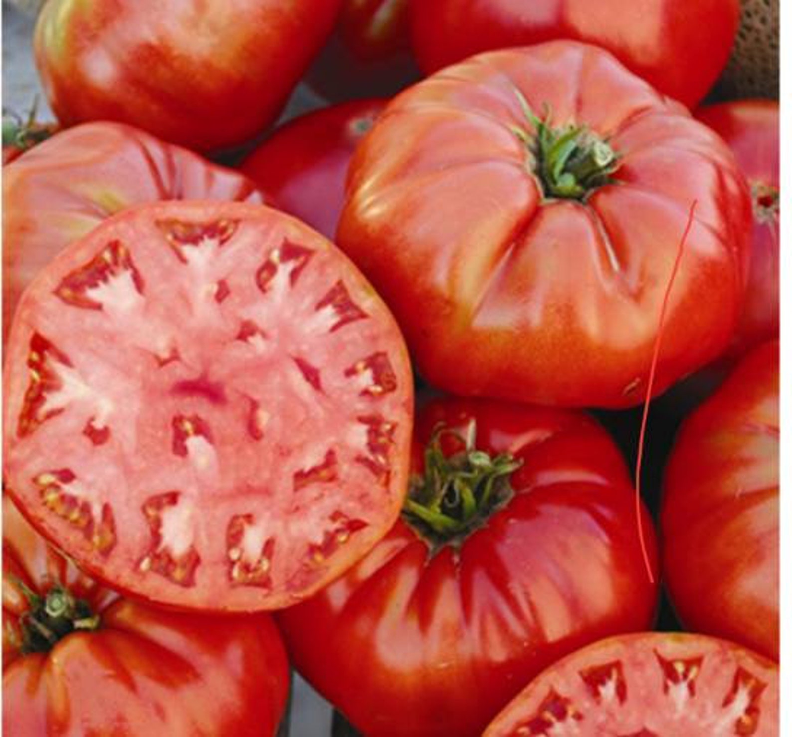 Mortgage lifter Heirloom Tomato A quality classic Etsy