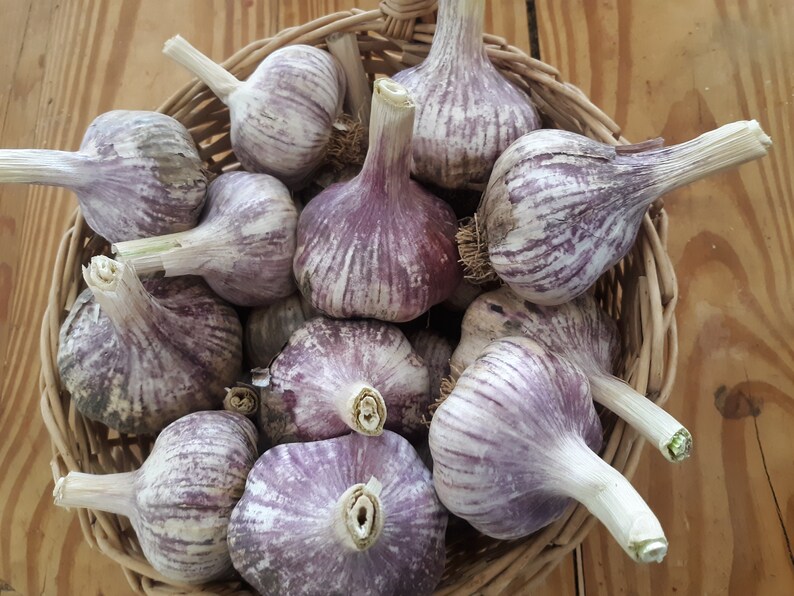 2.5 lbs Early purple Italian hardneck garlic premium size 25 Etsy