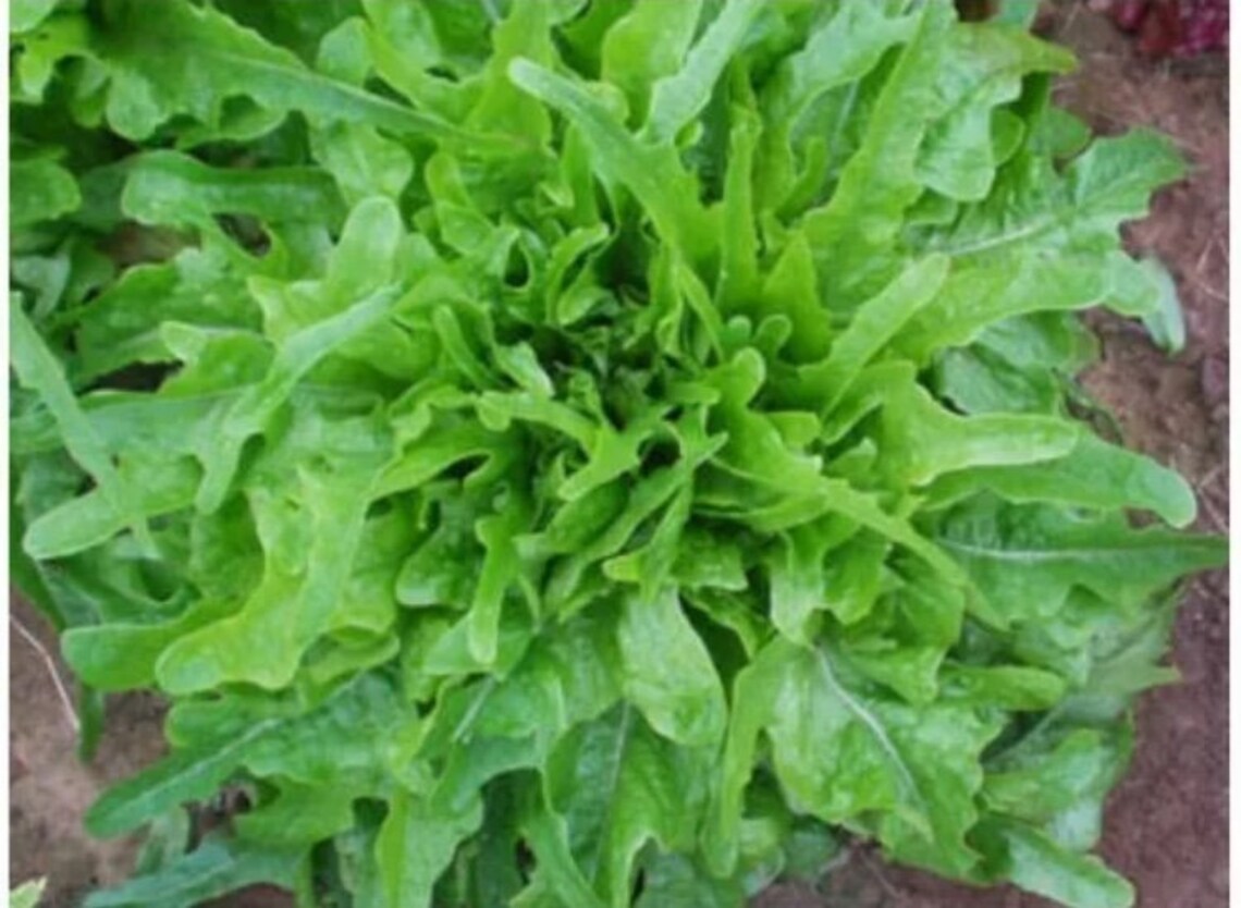 Royal oak leaf lettuce gourmet extra crunch 250 seeds heirloom Etsy