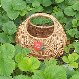 Könnte beinhalten: Ein Weidenkorb mit Henkel, der in einem Beet mit grünen Erdbeerpflanzen steht. Der Korb hat ein rotes Etikett mit der Aufschrift "Nikki's Berry Basket".