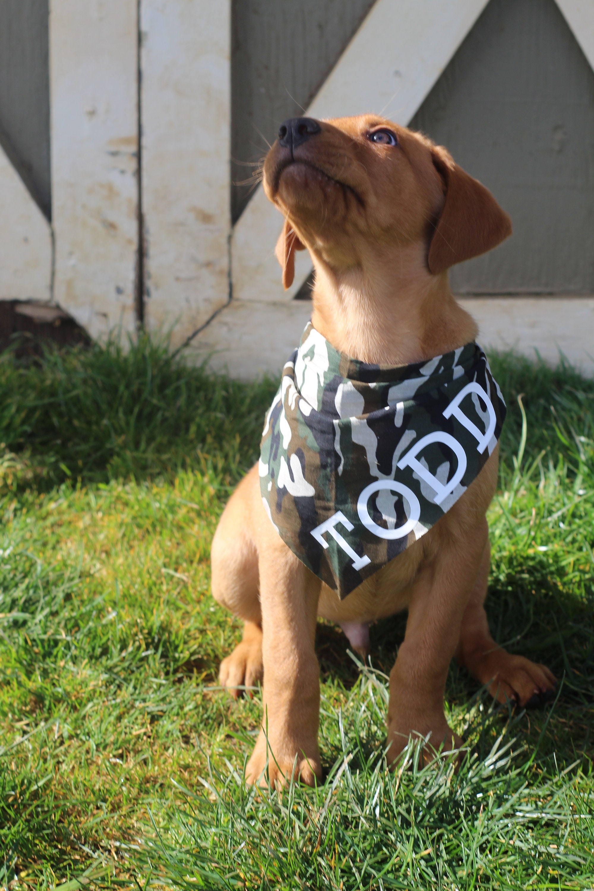 Dog Bandana Personalized dog bandanas Dog Birthday Gift Etsy