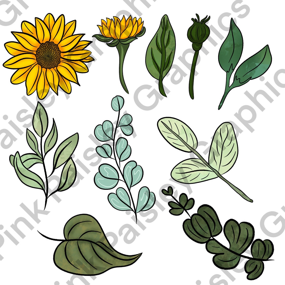 Sunflower Greenery Clip Art PNG Watercolor Transparent - Etsy Sunflower Greenery Clip Art PNG Watercolor Transparent - Etsy