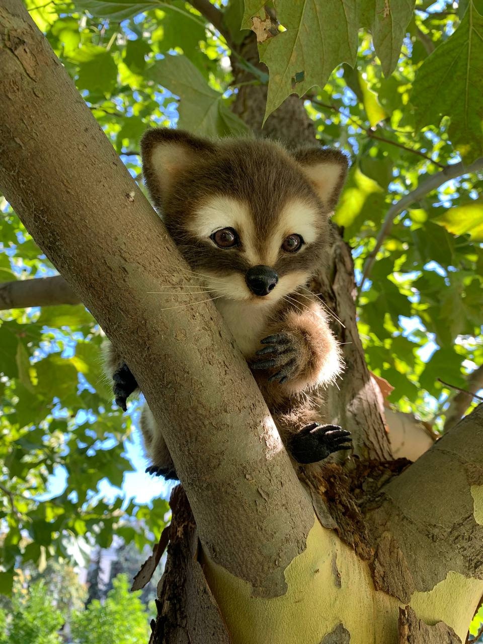 アライグマのぬいぐるみ、手作りのアライグマ、リアルなぬいぐるみ