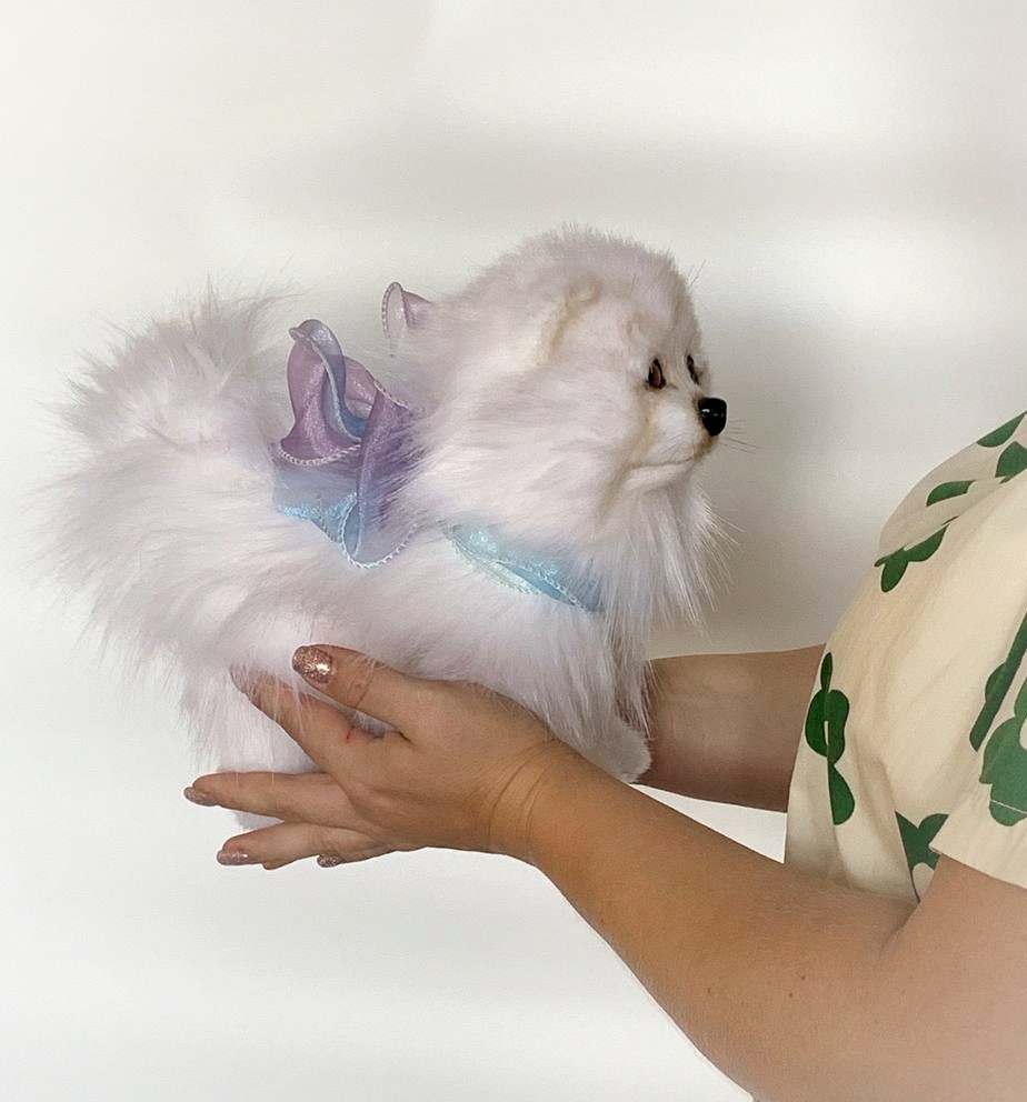 スピッツ、白いぬいぐるみの犬、ポメラニアン スピッツ、ぬいぐるみの