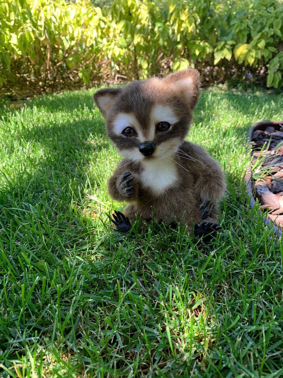 アライグマのぬいぐるみ、手作りのアライグマ、リアルなぬいぐるみ