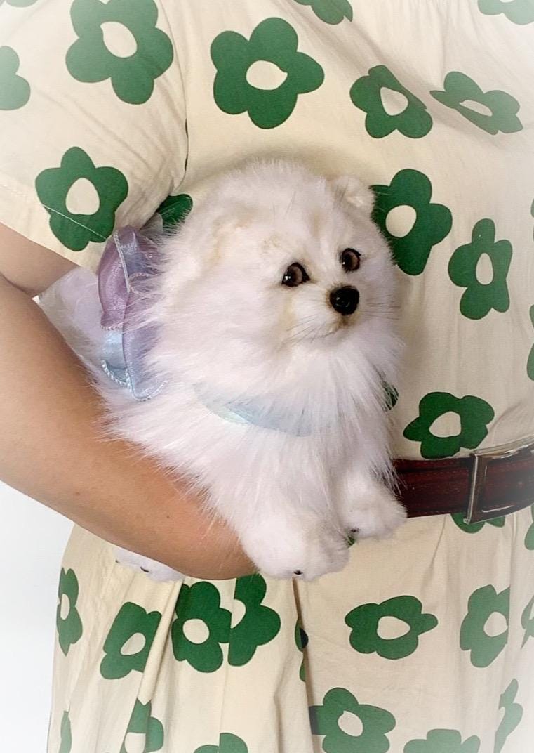 リアルな白いスピッツの子犬、ぬいぐるみの犬、リアルな子犬、犬の
