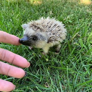 Realistic little hedgehog, hedgehog toy, hedgehog gifts, stuffed plush toy, cute plushie, ooak plush, custom plush