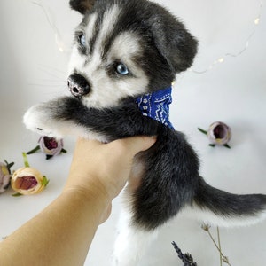 Realistic handmade husky cute plush puppy toy for dog lovers. Realistic pet animals, stuffed animals, dog replica, custom dog plush, husky