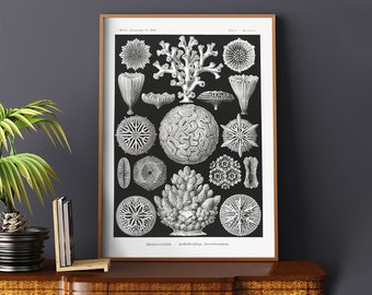 Hexacoralla-vintage style archival print