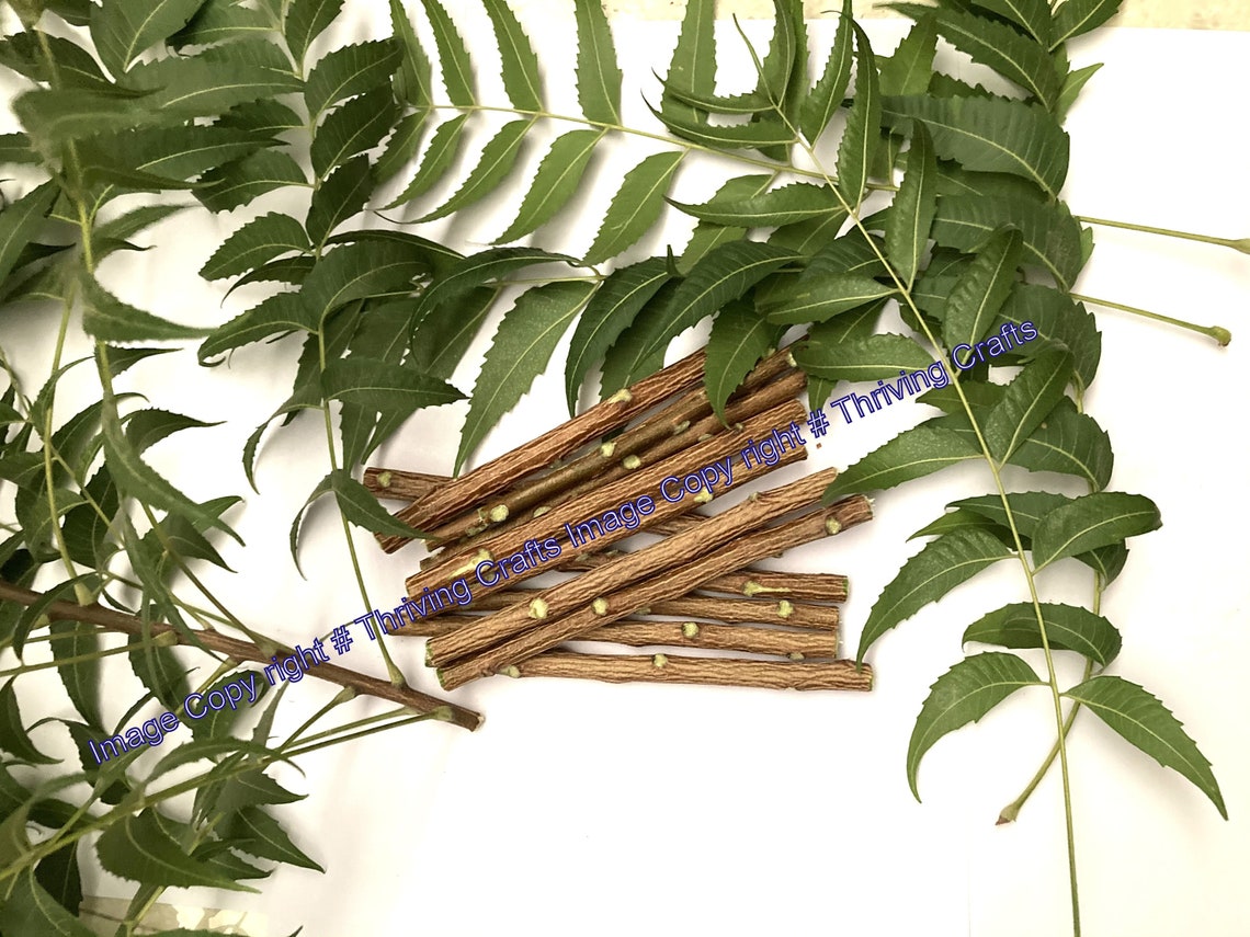 Chewing Datun sticks /Neem Chew Sticks for Healthy Teeth and Etsy